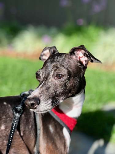 face short-coated black and white dog in shallow focus photography cupertino
